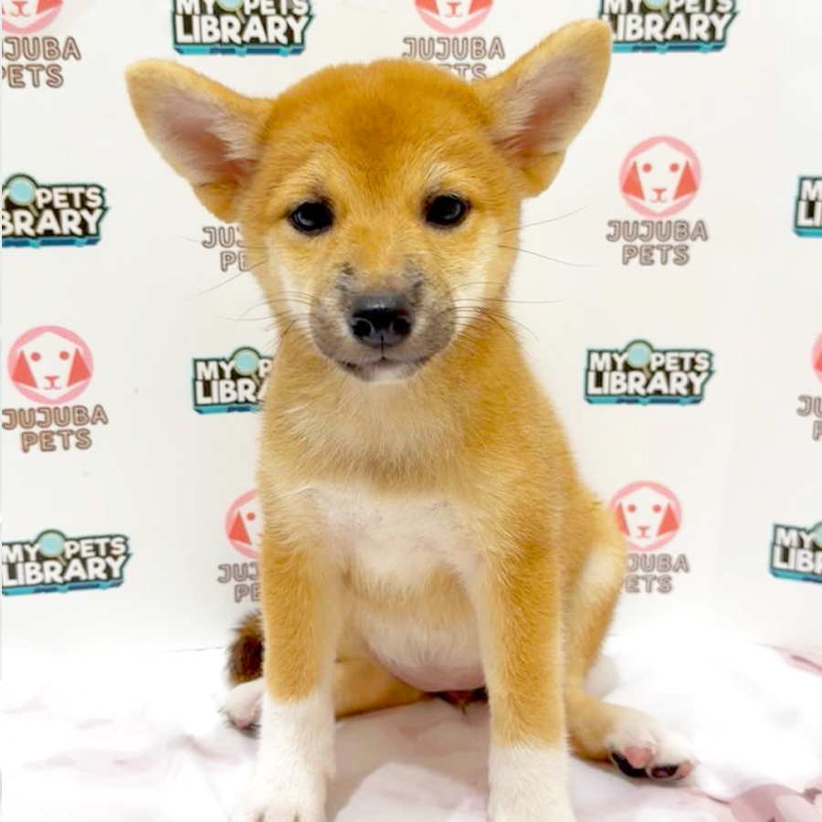 Shiba Inu Puppy