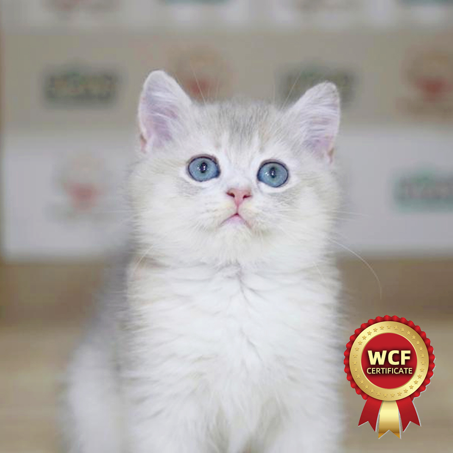 WCF British Shorthair Kitten