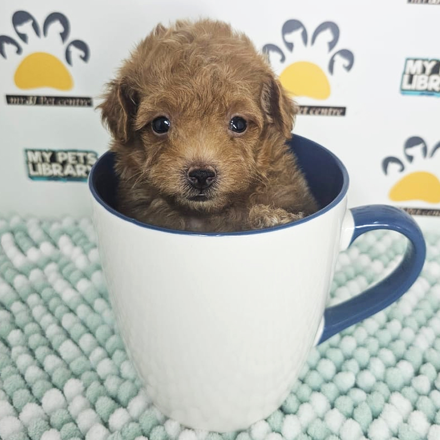 Teacup Poodle Puppy