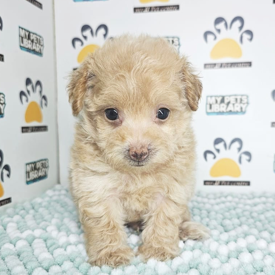 Tiny Poodle Puppy