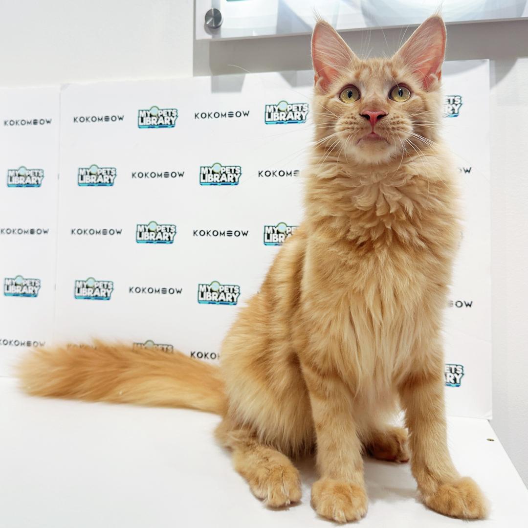 Maine Coon Kitten