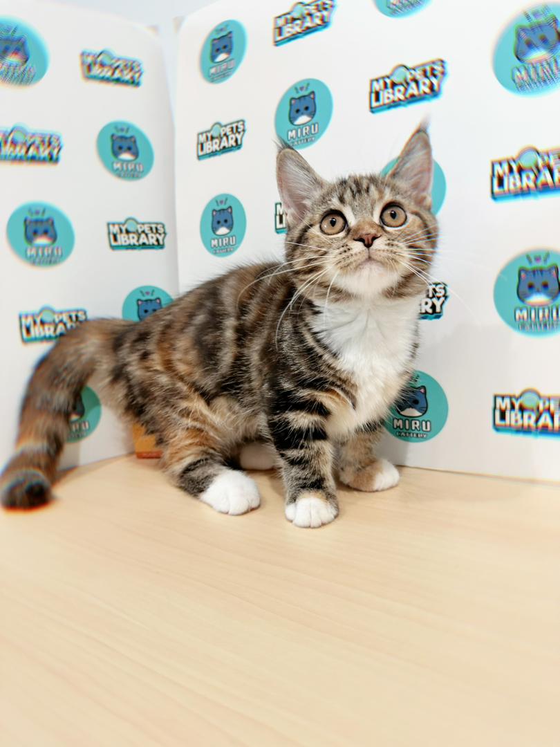 Short Leg Munchkin British Shorthair Kitten