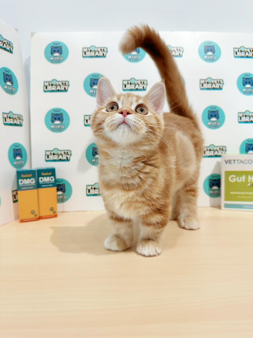 Short Leg Munchkin British Shorthair Kitten