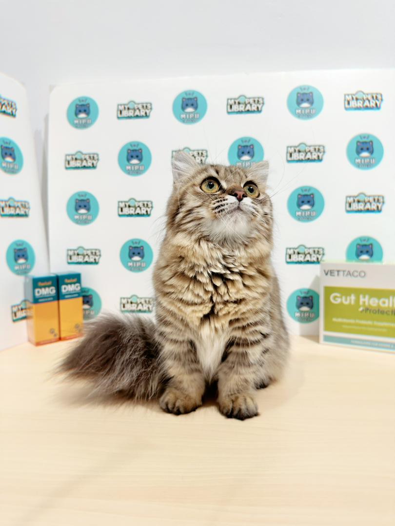 Short Leg Munchkin Longhair Kitten