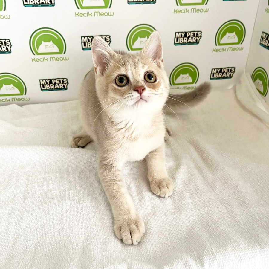 British Shorthair Kitten