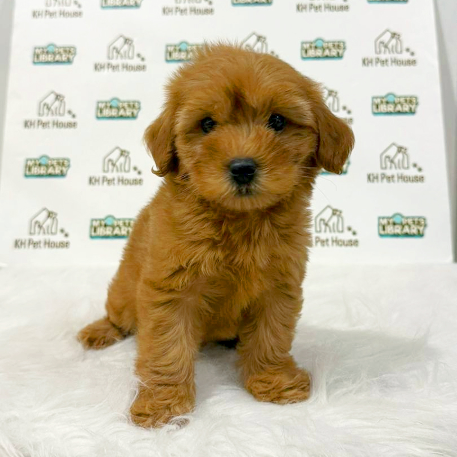 Maltipoo Puppy