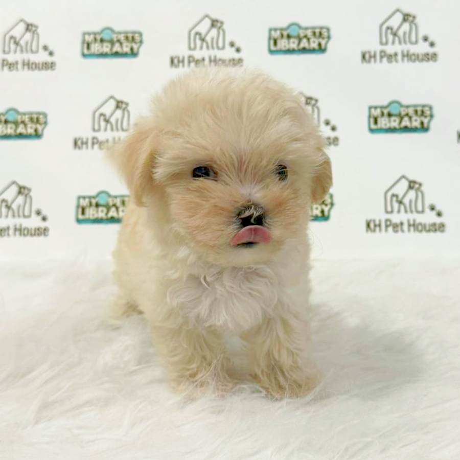 Maltipoo Puppy