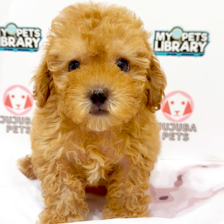 Toy Poodle Puppy