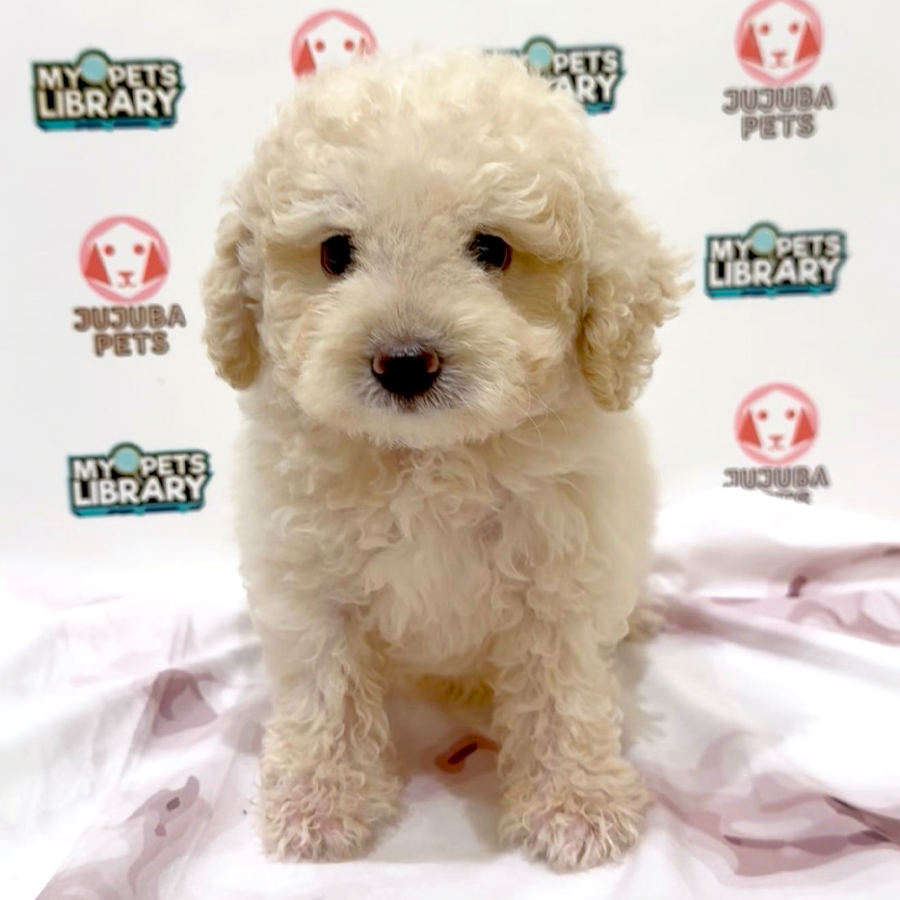 Toy Poodle Puppy