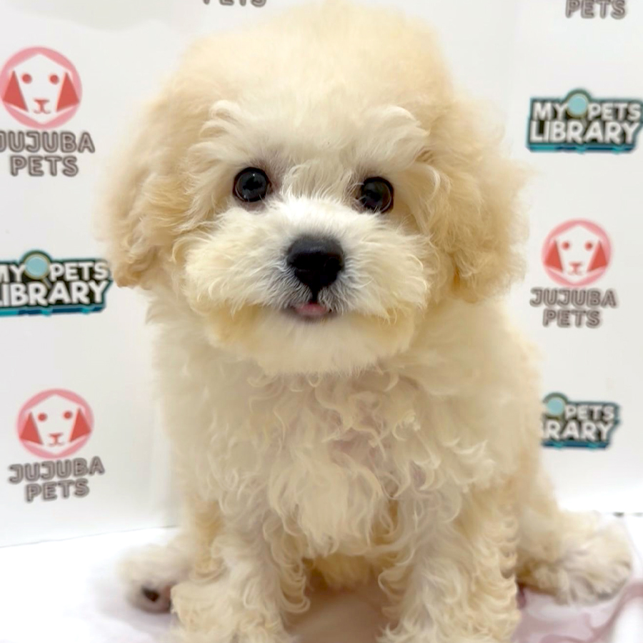 Toy Poodle Puppy