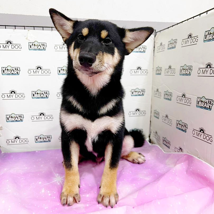 Shiba Inu Puppy