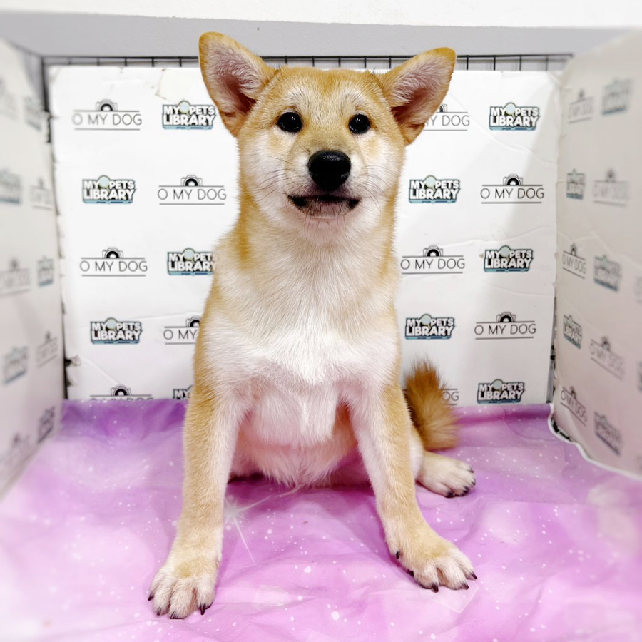 Shiba Inu Puppy