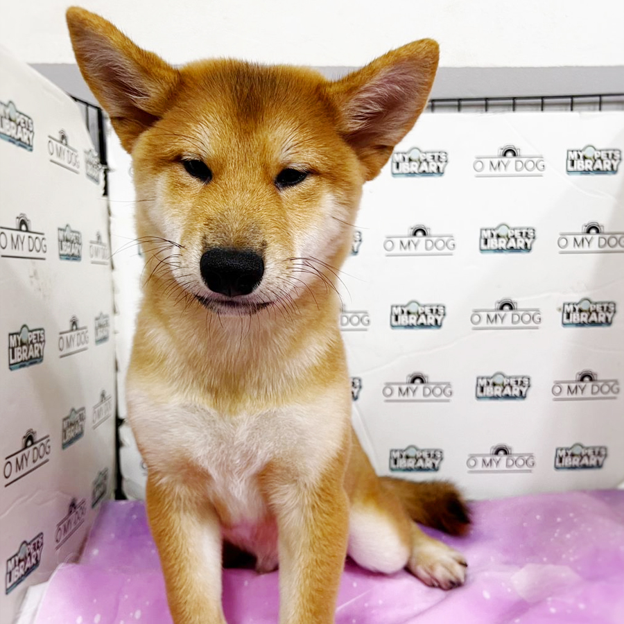 Shiba Inu Puppy