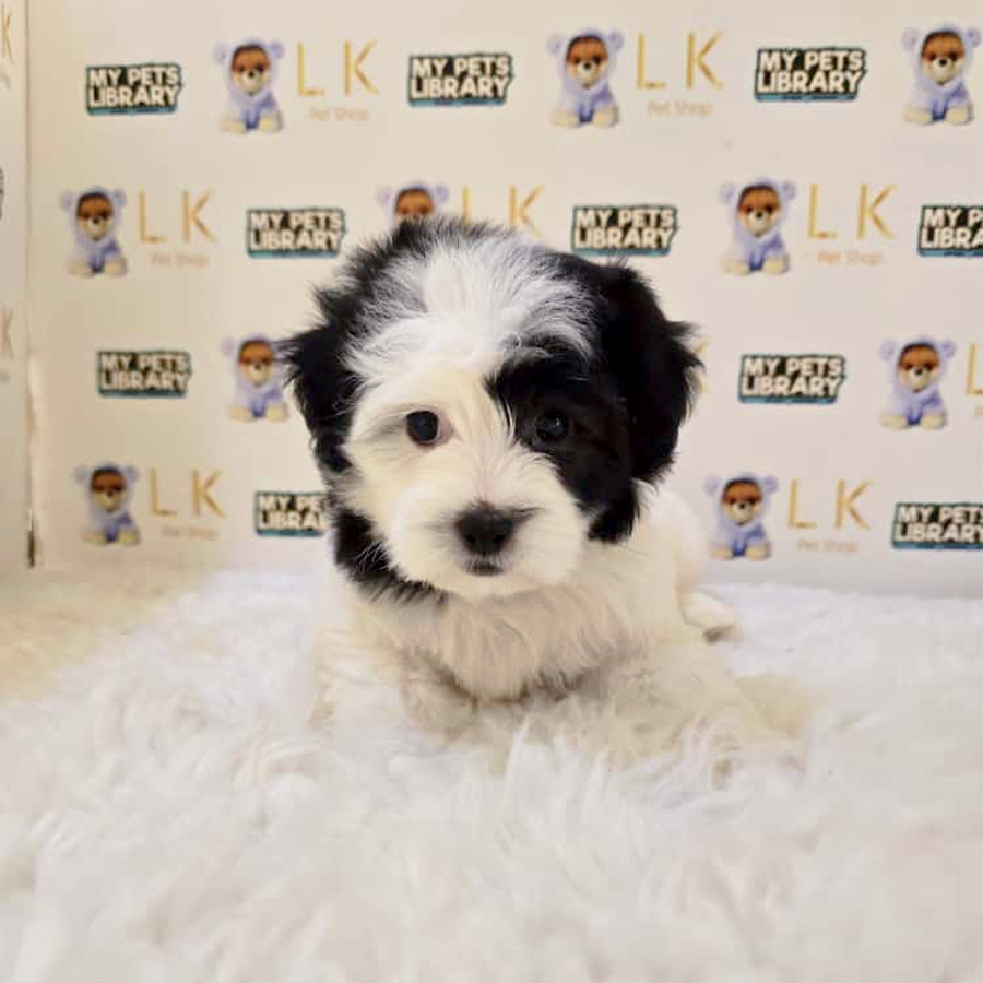 Maltipoo Puppy