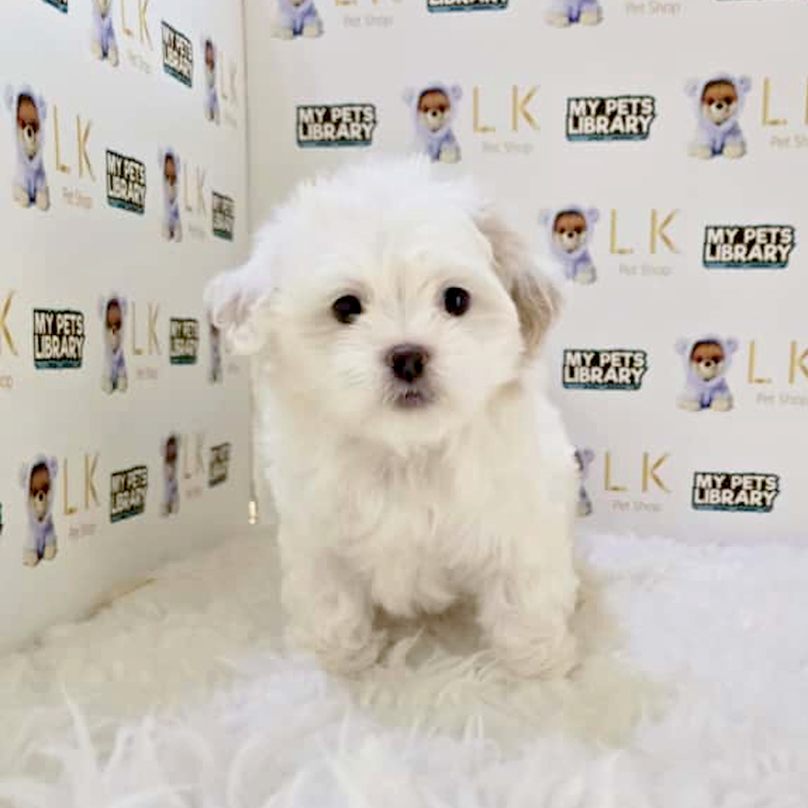 Tiny Maltipoo Puppy