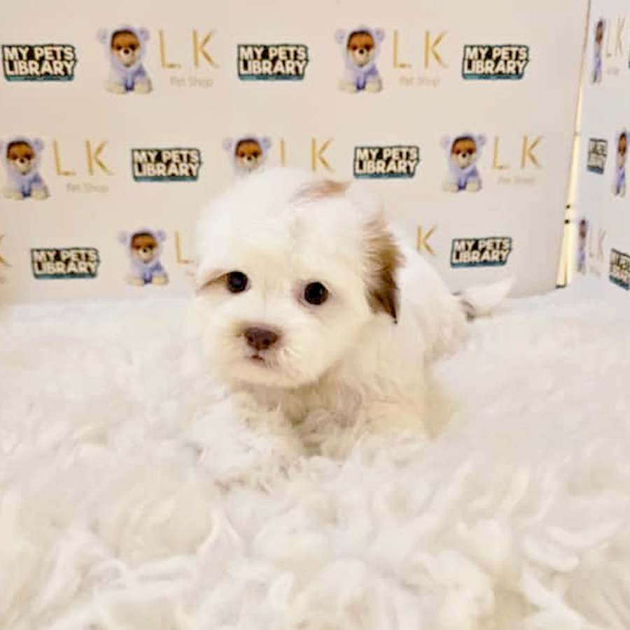 Maltipoo Puppy