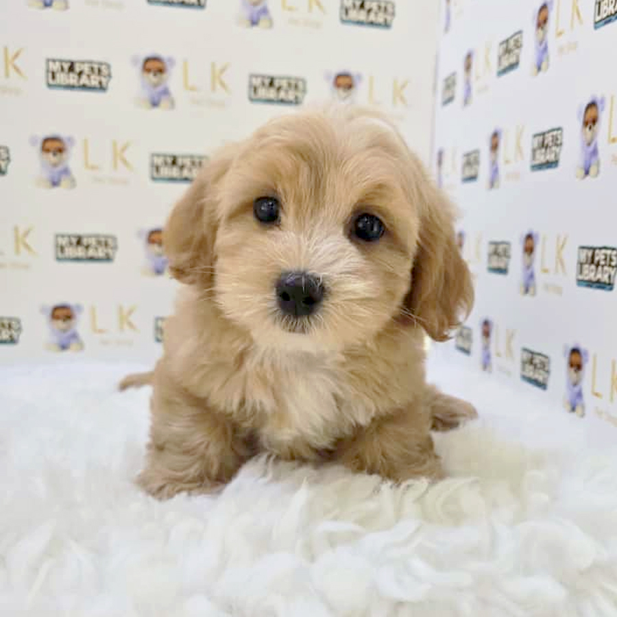 Maltipoo Puppy
