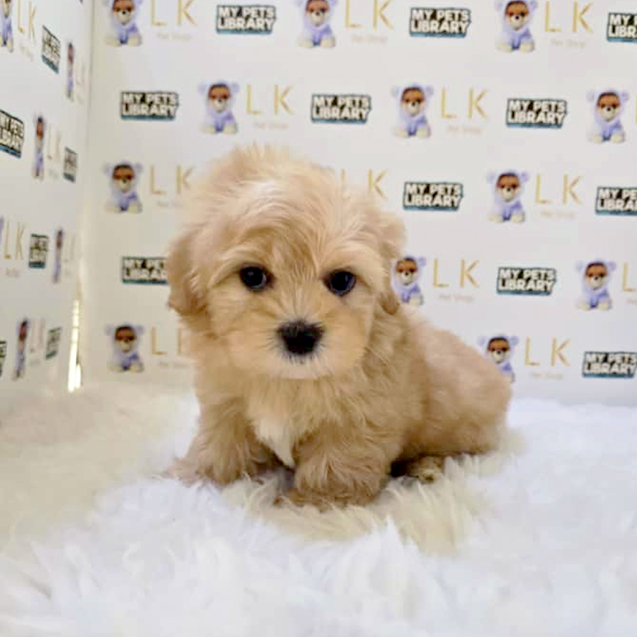 Tiny Maltipoo Puppy