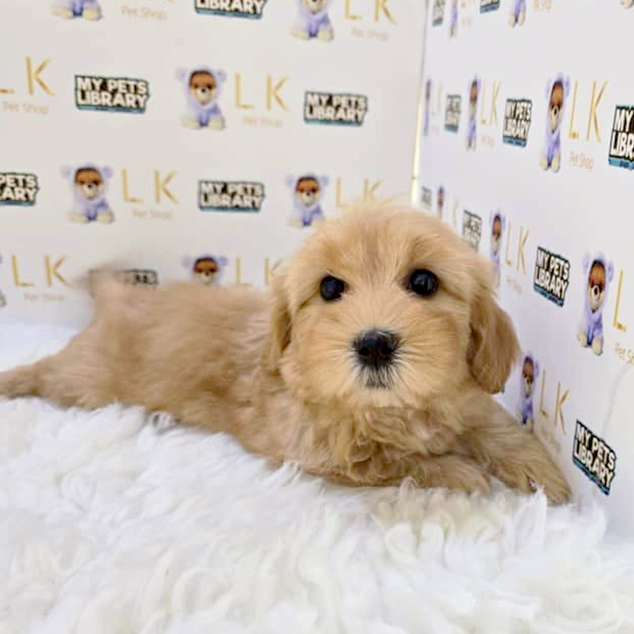 Maltipoo Puppy