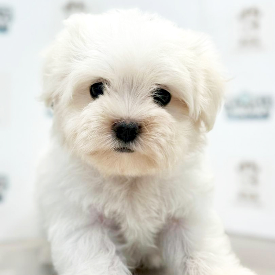 Maltese Puppy