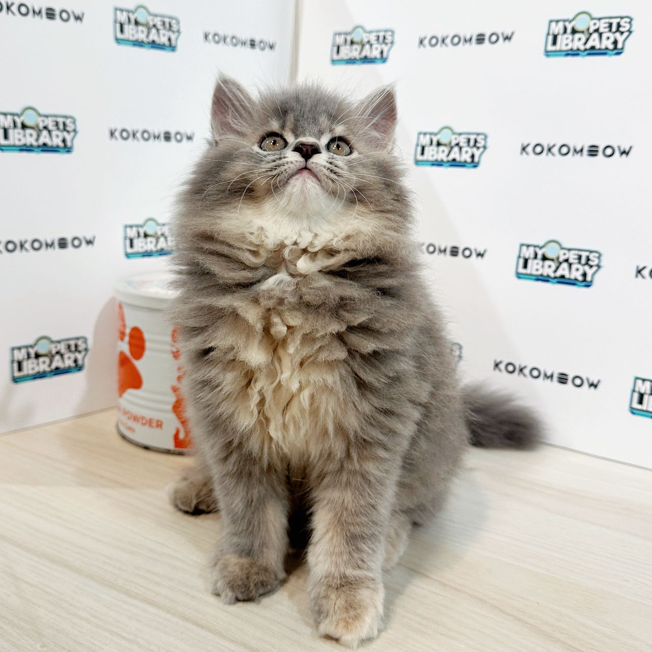 Scottish Persian Kitten