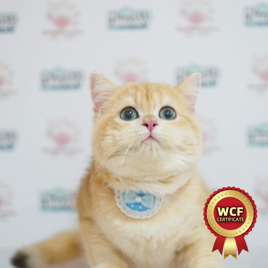 WCF British Shorthair Kitten