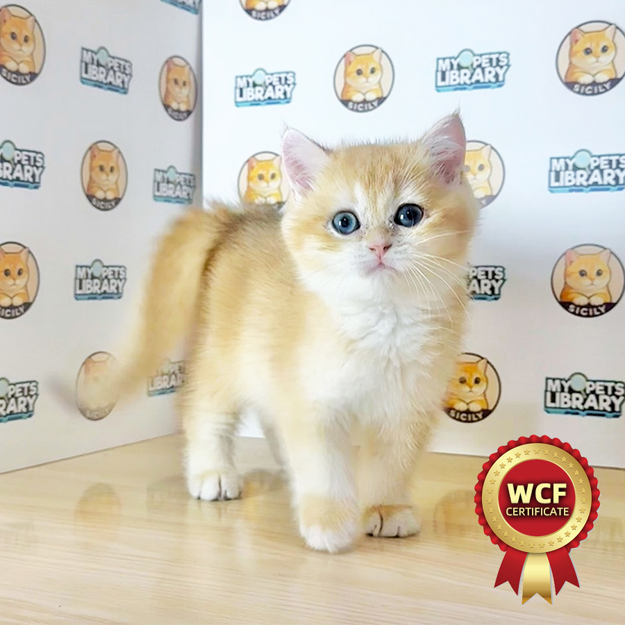 WCF British Shorthair Kitten