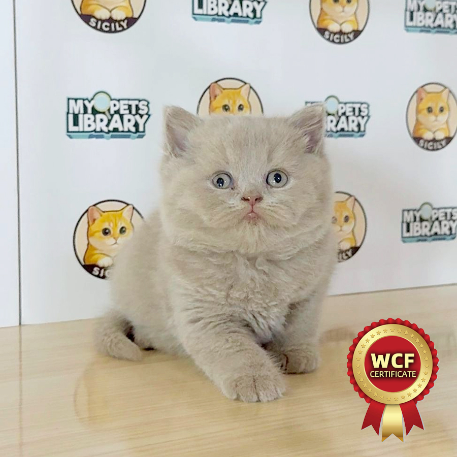 WCF British Shorthair Kitten