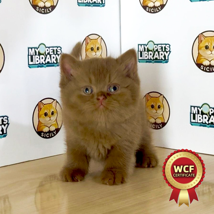 WCF British Shorthair Kitten