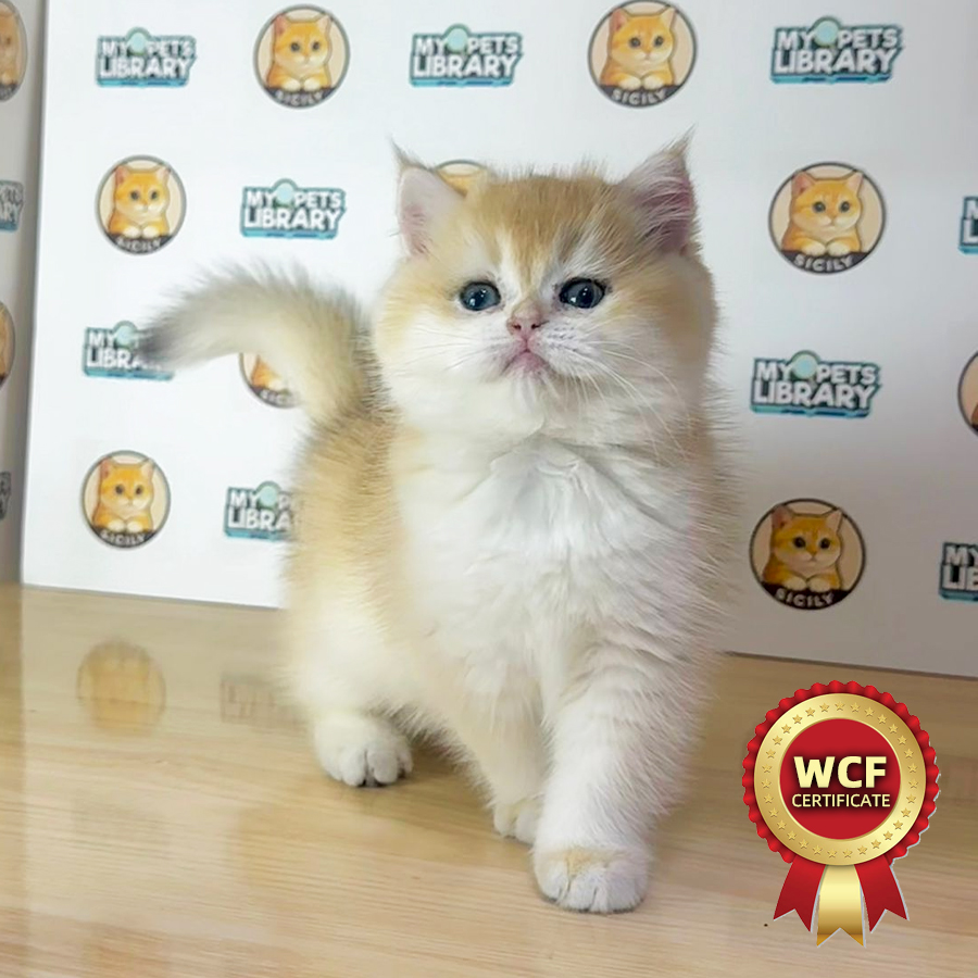 WCF British Shorthair Kitten