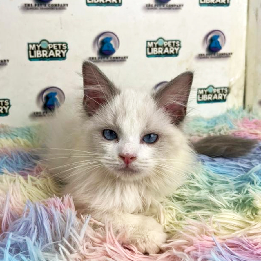Ragdoll Kitten