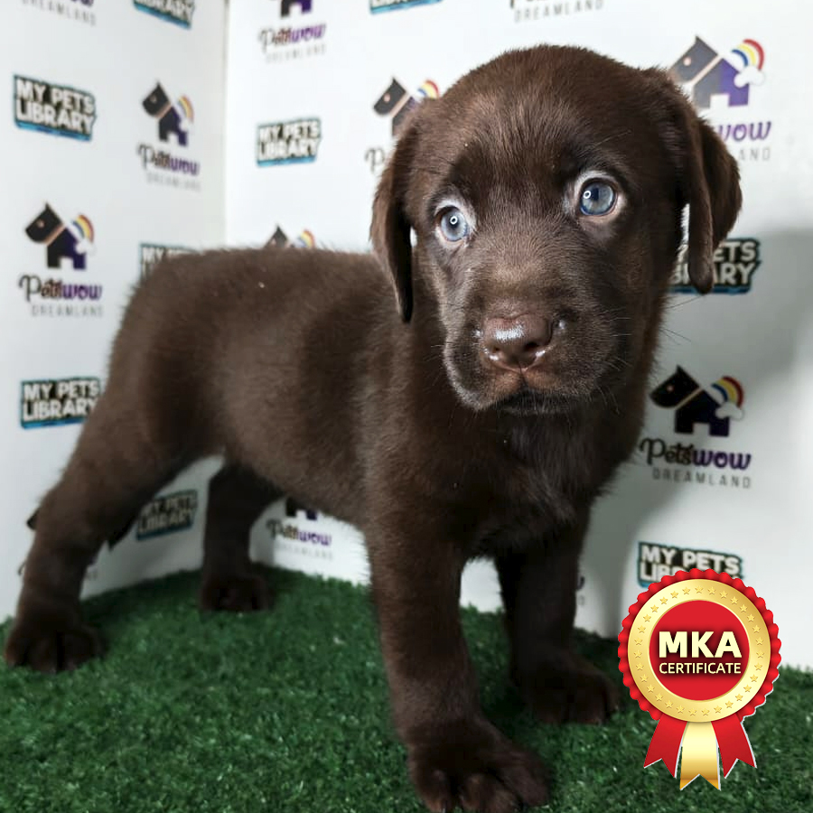 Labrador Retriever Puppy
