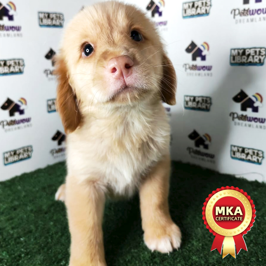 Golden Retriever Puppy