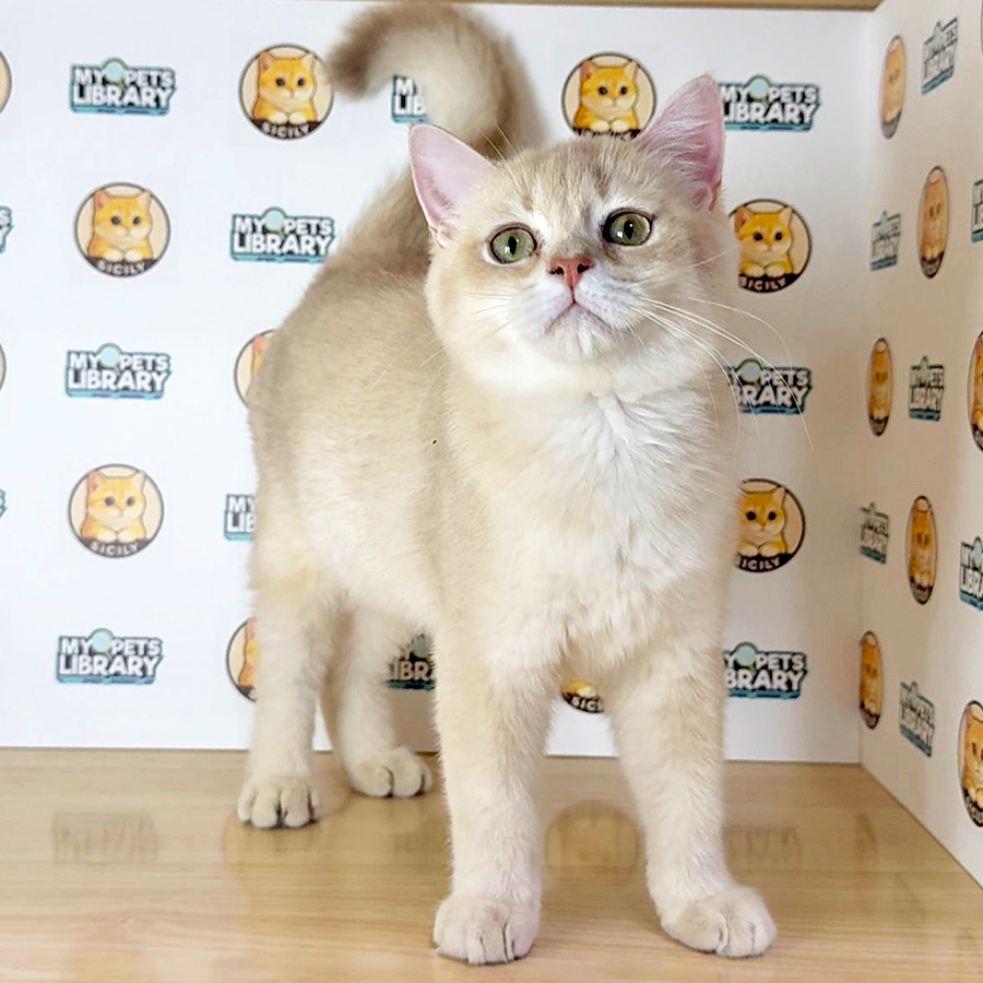 British Shorthair Kitten
