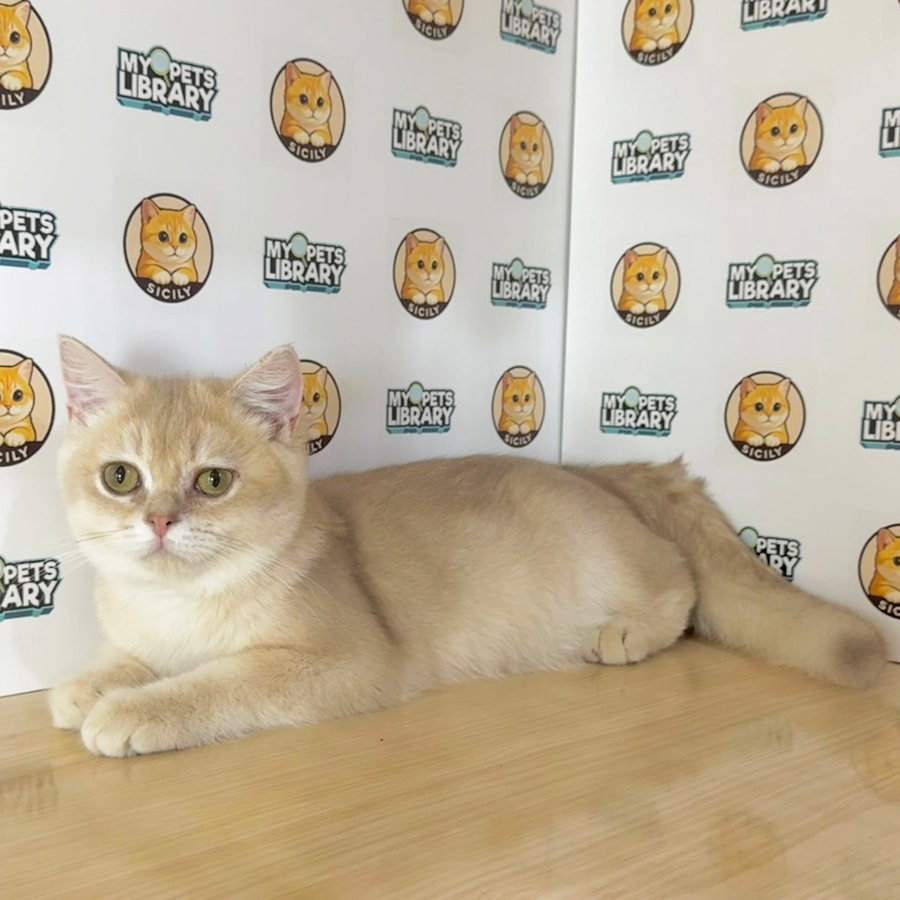 British Shorthair Kitten