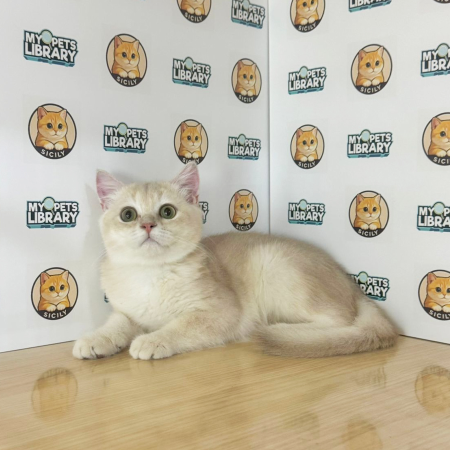 British Shorthair Kitten