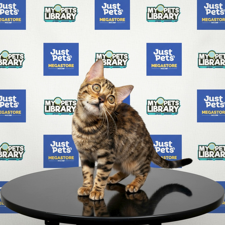 Bengal Kitten