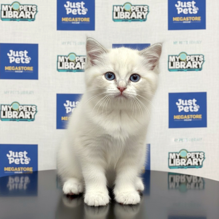 Ragdoll Kitten