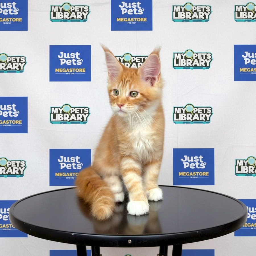 Maine Coon Kitten