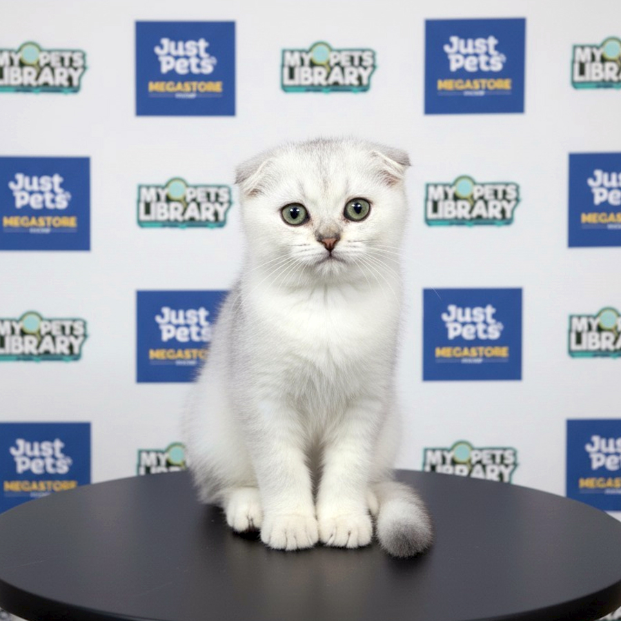Scottishfold Kitten