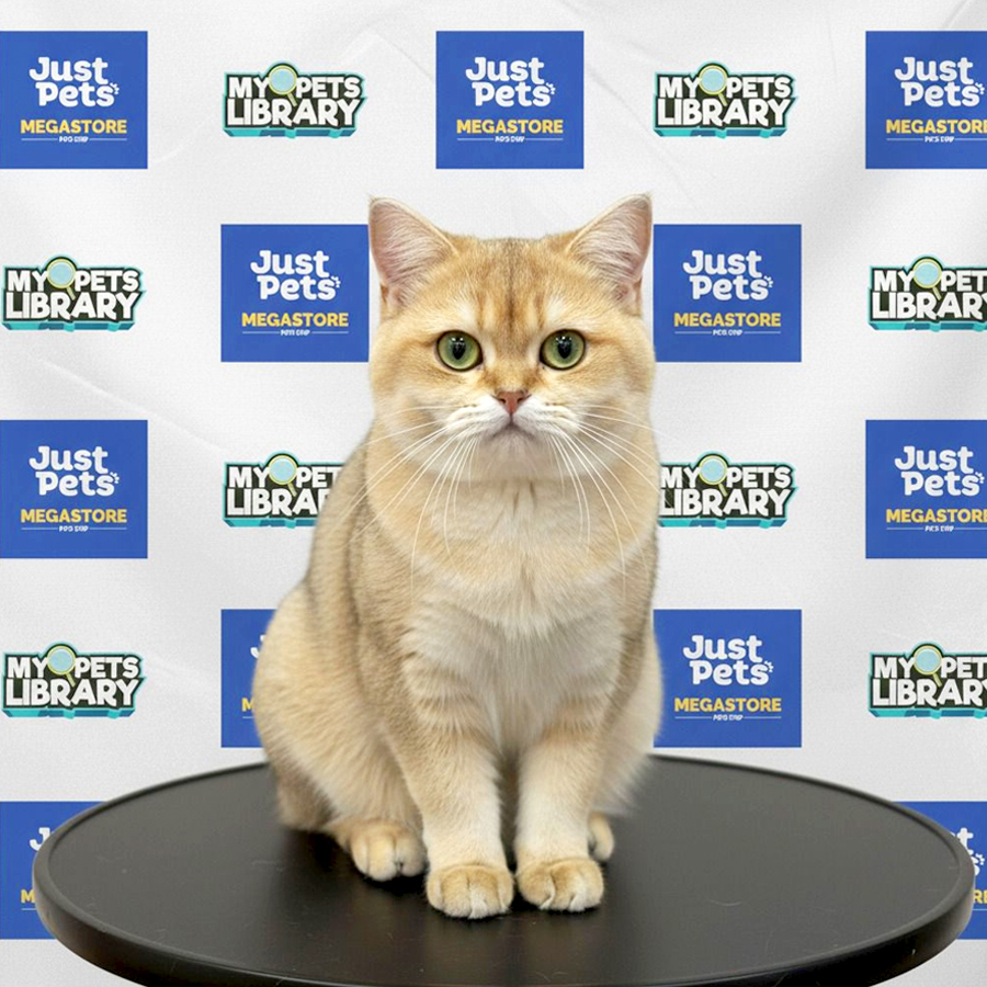 British Shorthair Kitten