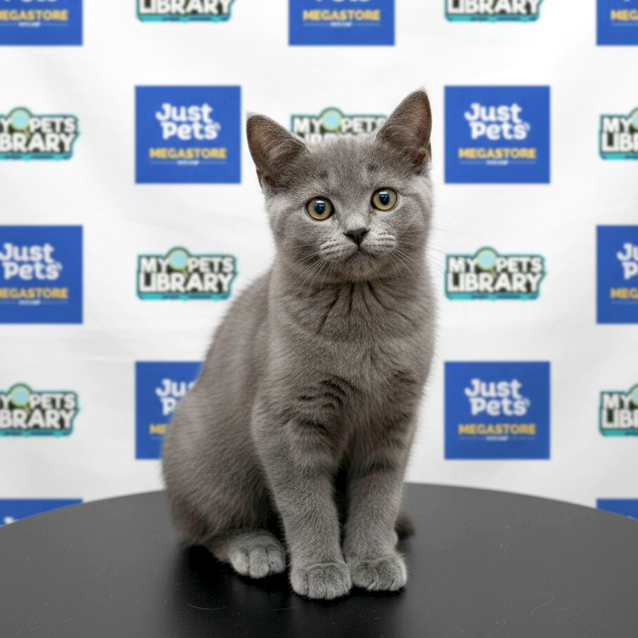 British Shorthair Kitten