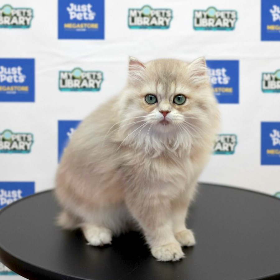 British Longhair Kitten