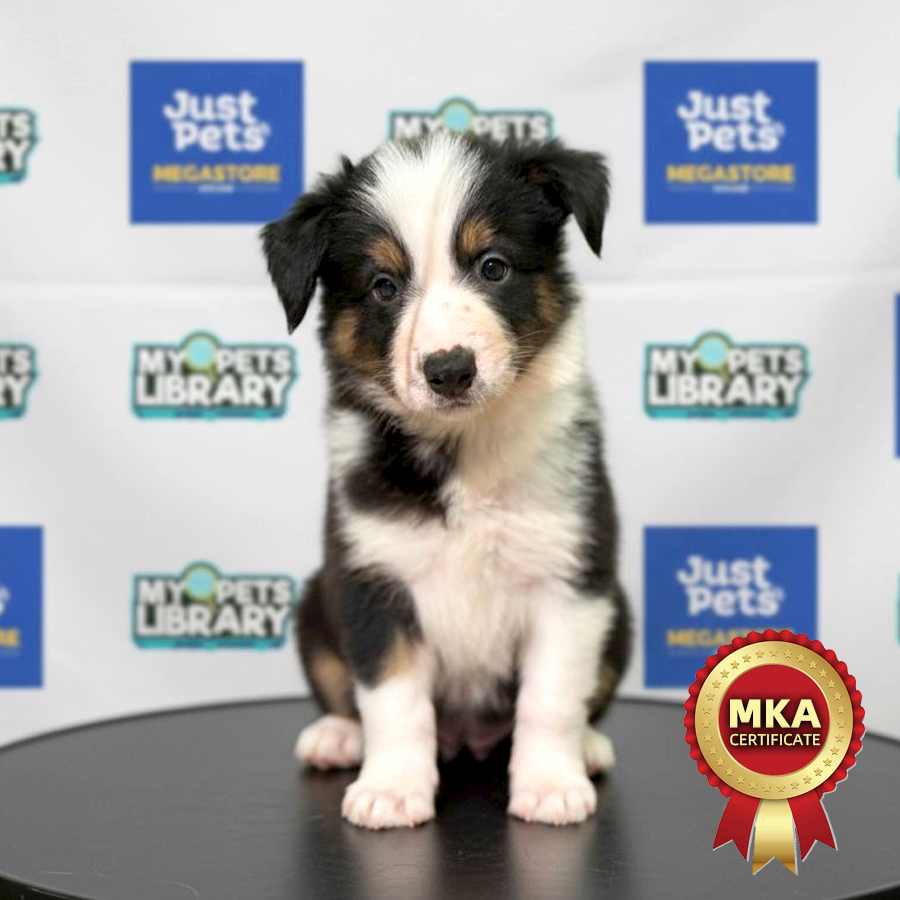 MKA Border Collie Puppy