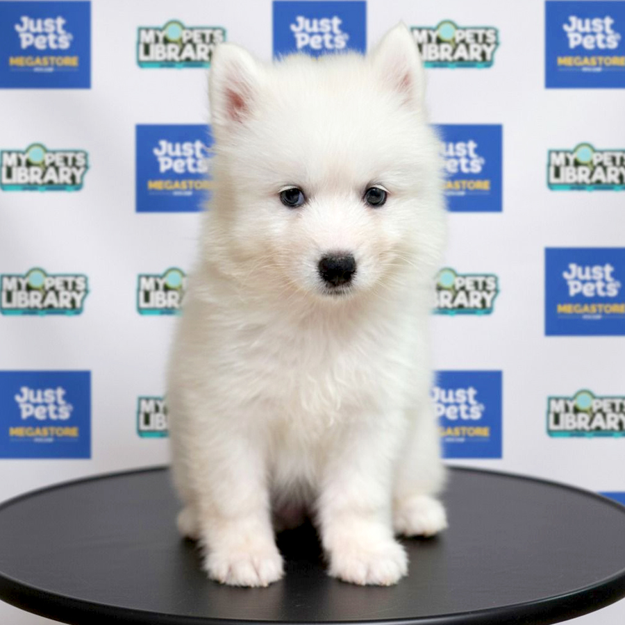 Samoyed Puppy