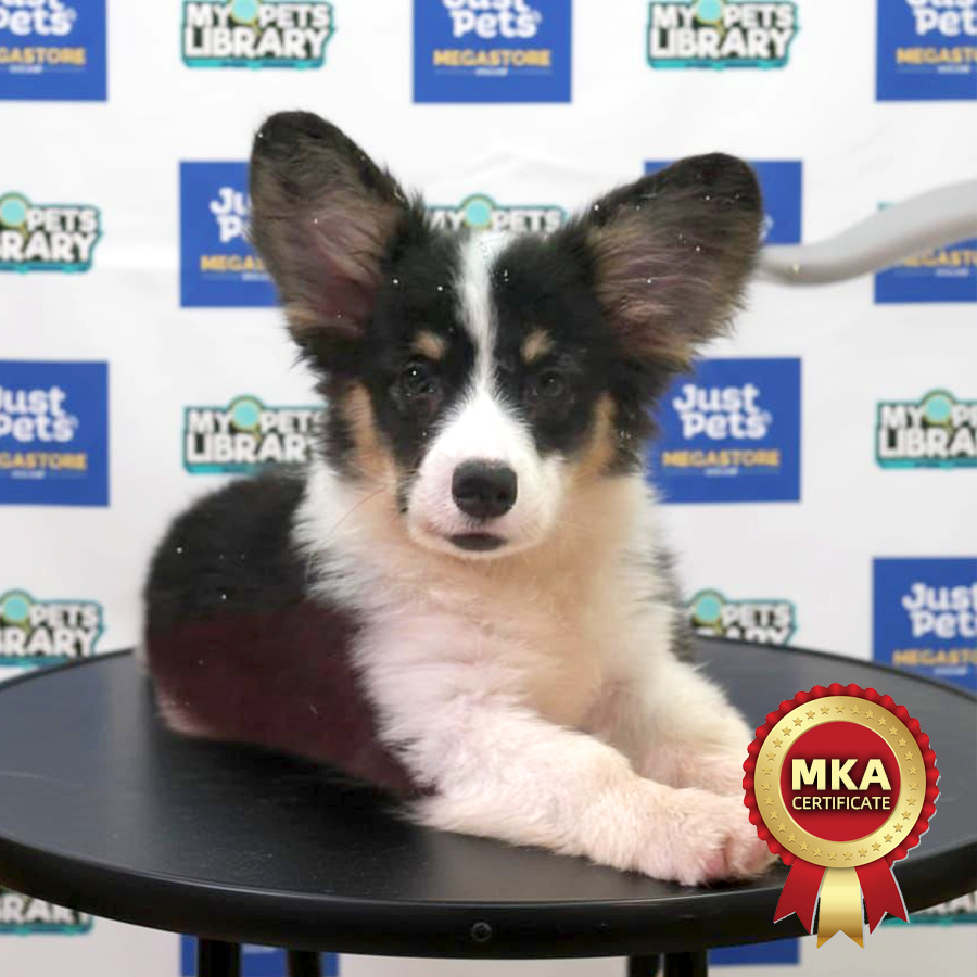 MKA Welsh Corgi Puppy