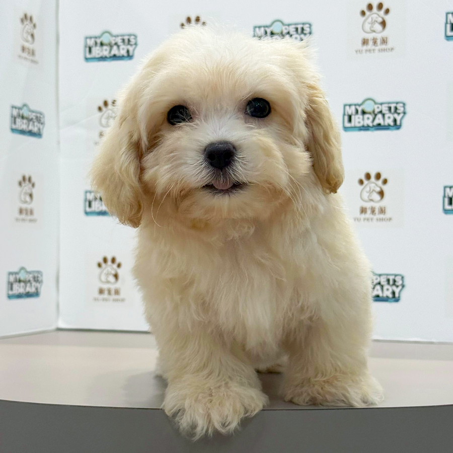 Maltipoo Puppy