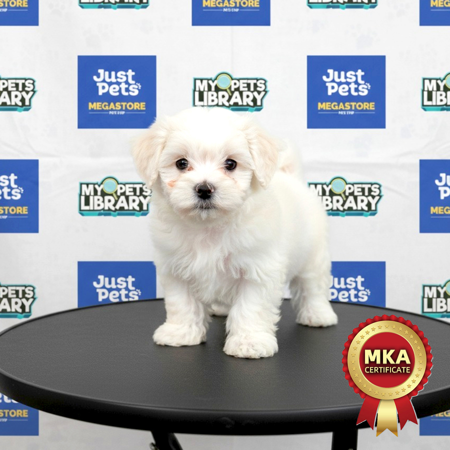 MKA Maltese Puppy