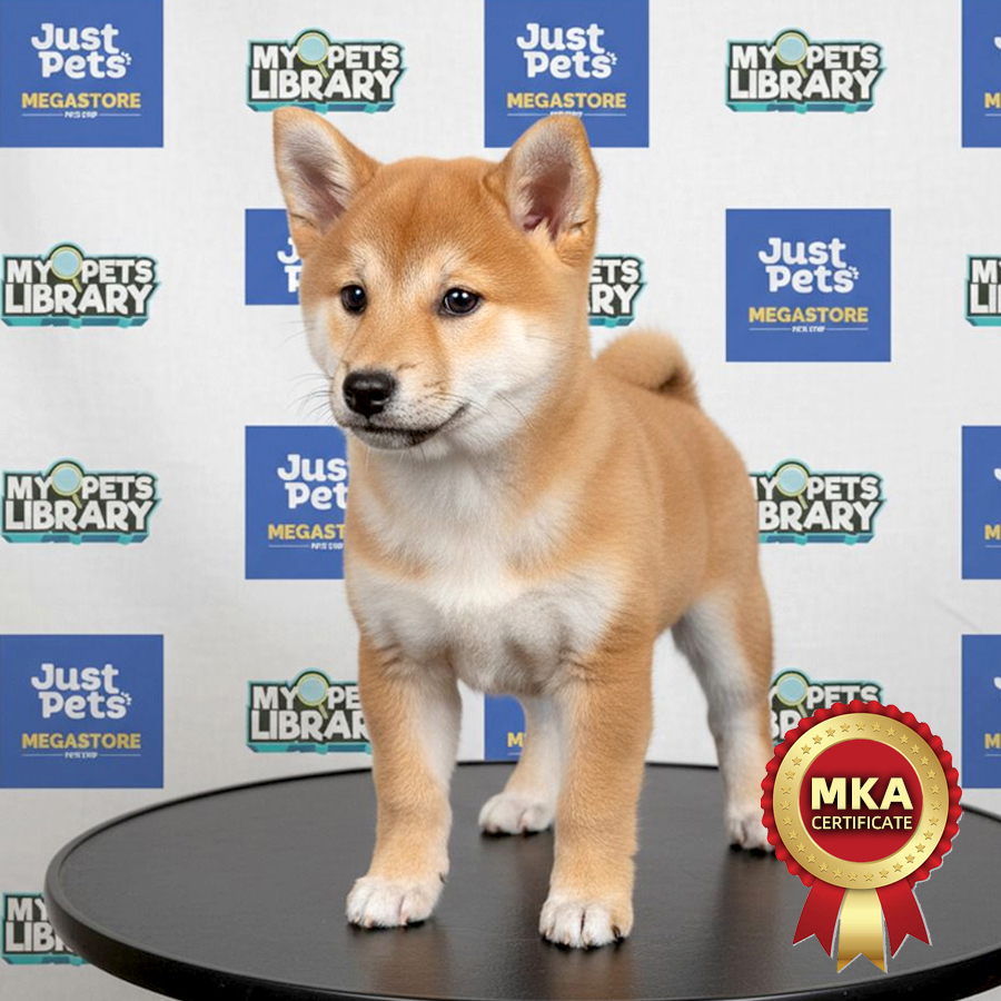 MKA Shiba Inu Puppy