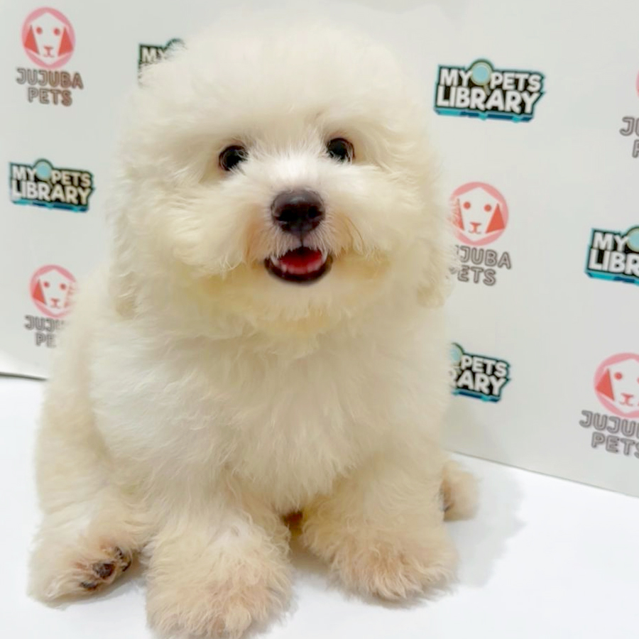 Toy Poodle Puppy